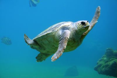animal-diving-sea-turtle-10467.jpg